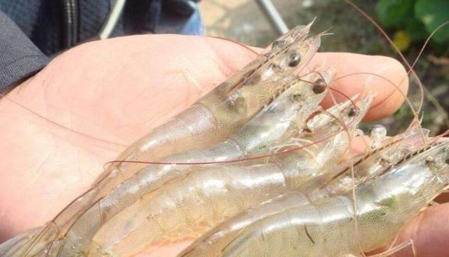 南美白對蝦最新價格揭秘，變化之旅與學習成就感的奇妙旅程