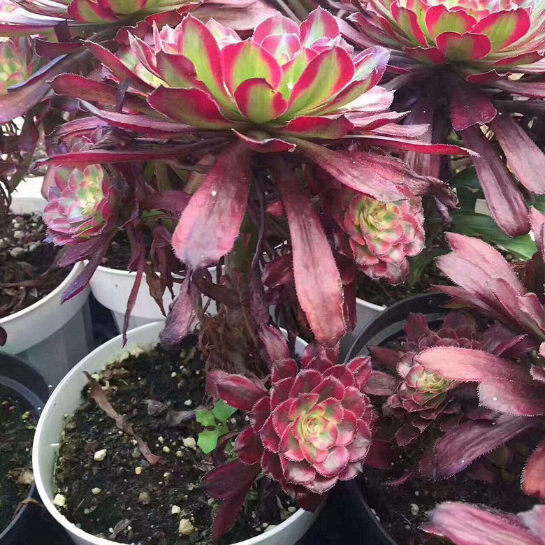 最新法師，掌握神秘力量的巔峰存在，展現(xiàn)無(wú)盡魔法魅力！