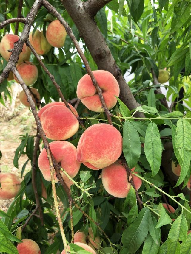 時代背景下的繁榮與影響，最新品種桃的崛起