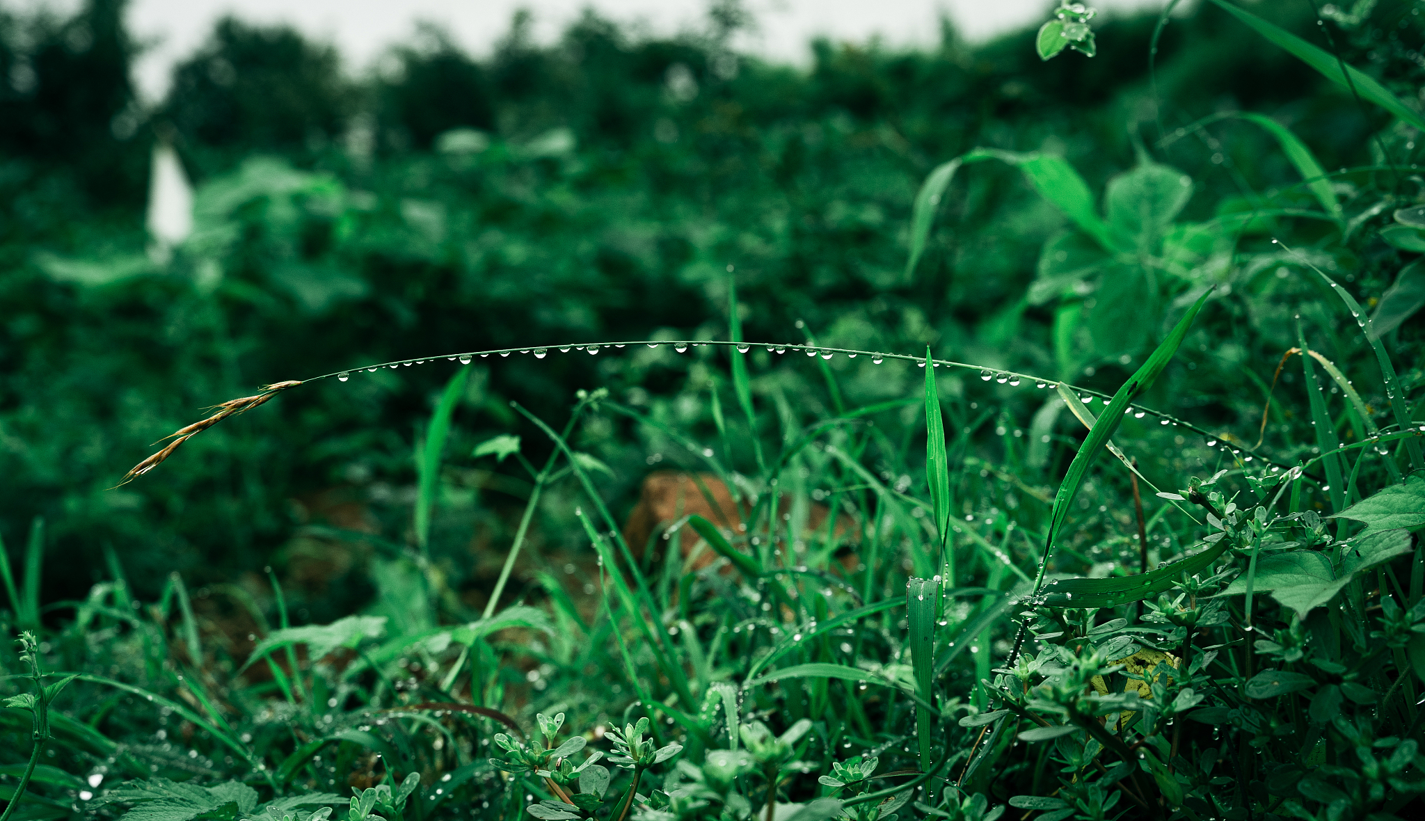 最新青青草在線資源探索，小巷中的綠色奇遇