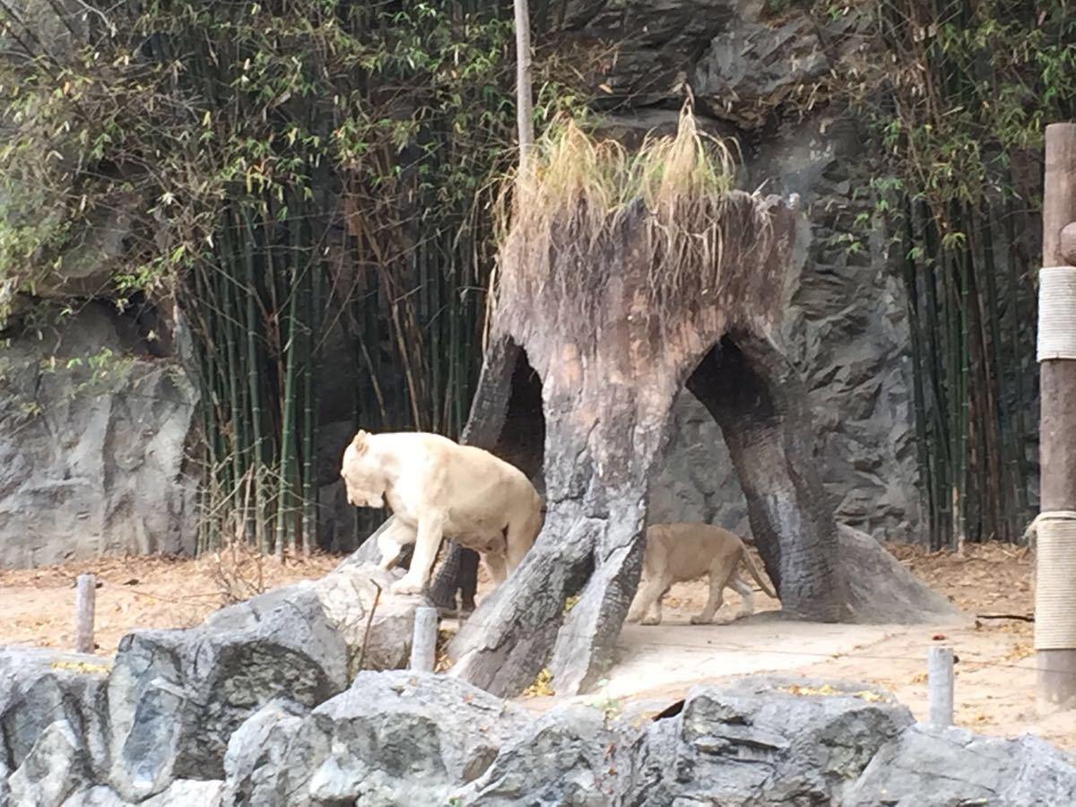 熊貓公園最新動態(tài)，驚喜連連，不容錯過！