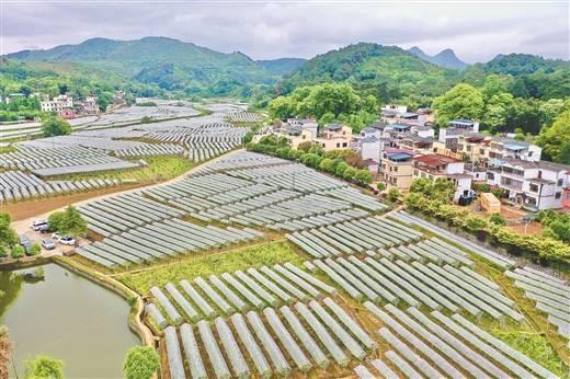 13-15米毛竹最新報價大全，實用指南與價格透明度提升