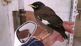 海南最新八哥小品面試，自然美景探索之旅