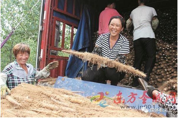 白玉山藥最新價(jià)格行情更新通知