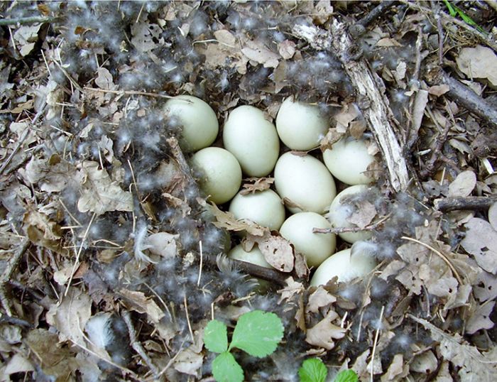 老鴨窩最新探索之旅，自然美景的心靈之旅，尋找內(nèi)心的平和與喜悅