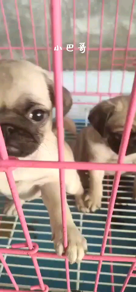 小八哥最新惡搞視頻，歡樂無限，笑到停不下來！