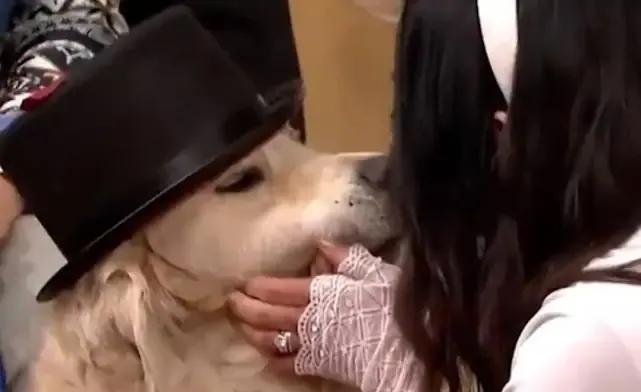 直播狗最新版下載，輕松開啟直播之旅