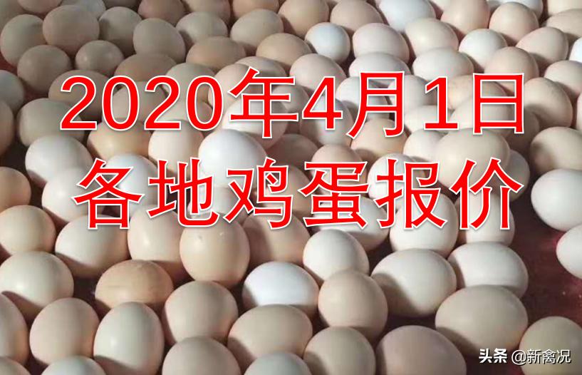 新牧網(wǎng)廣東雞價(jià)最新動(dòng)態(tài)，變化中的機(jī)遇與挑戰(zhàn)的超越之旅