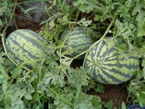 吉林夏天，陸地西瓜的甜蜜故事與最新報(bào)價(jià)