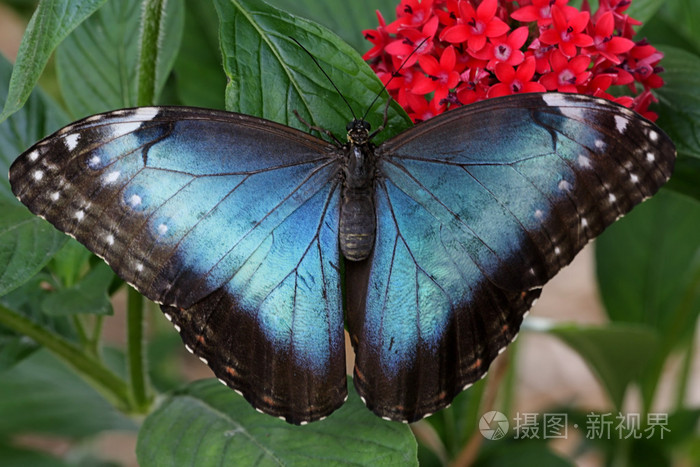 藍(lán)蝶最新版本的深度論述