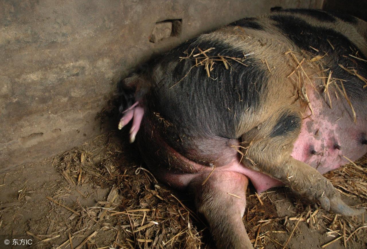 牛胎衣不下的最新療法研究及治療方案