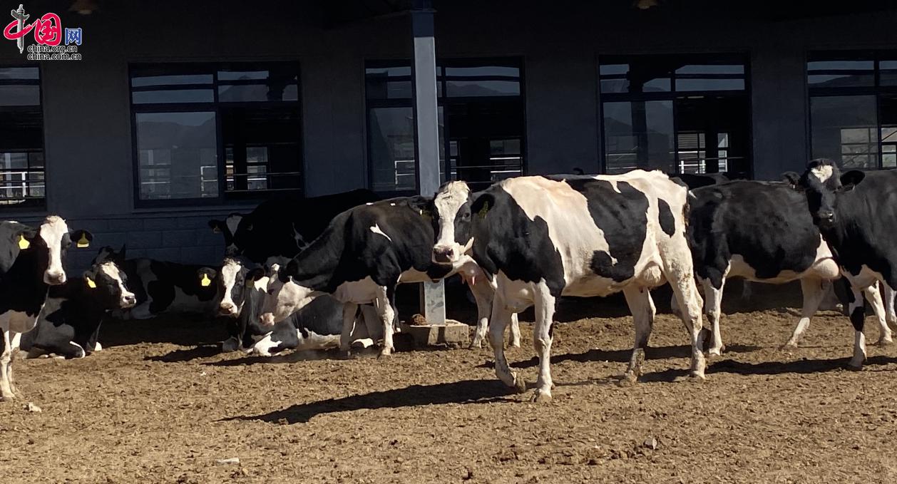 林州方言最新電影三月，小巷深處的電影寶藏